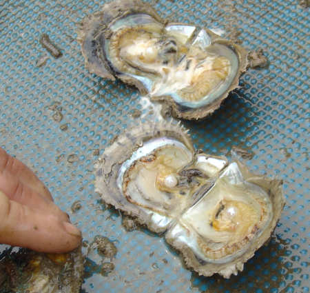 akoya oyster with pearls